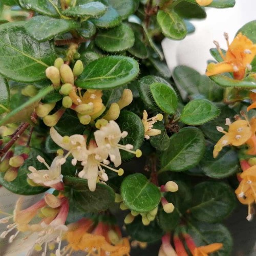 Lonicera crassifolia Little Honey Evergreen Honeysuckle | ScotPlants Direct